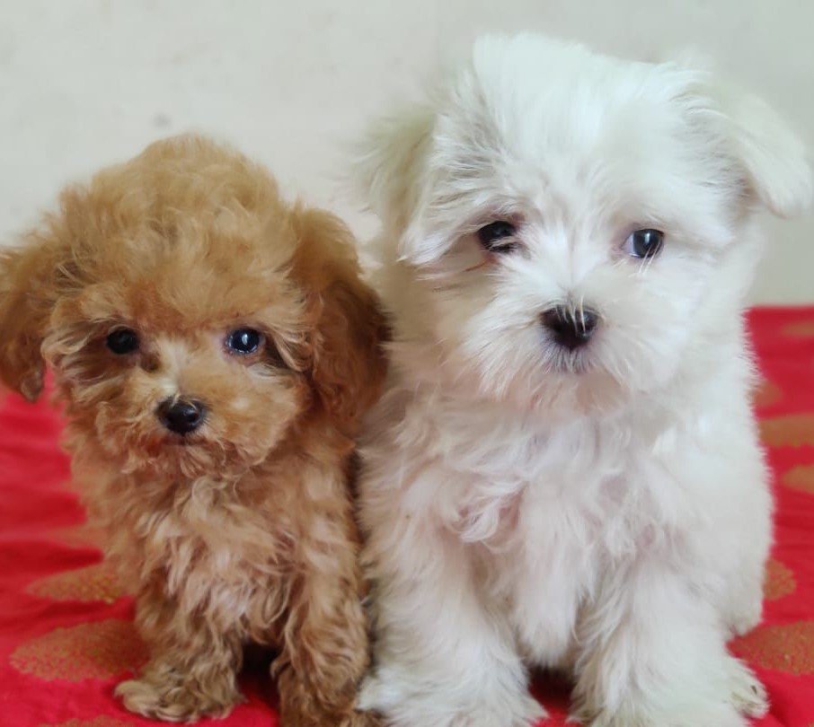 Buy Male Maltese Puppy from Chennai